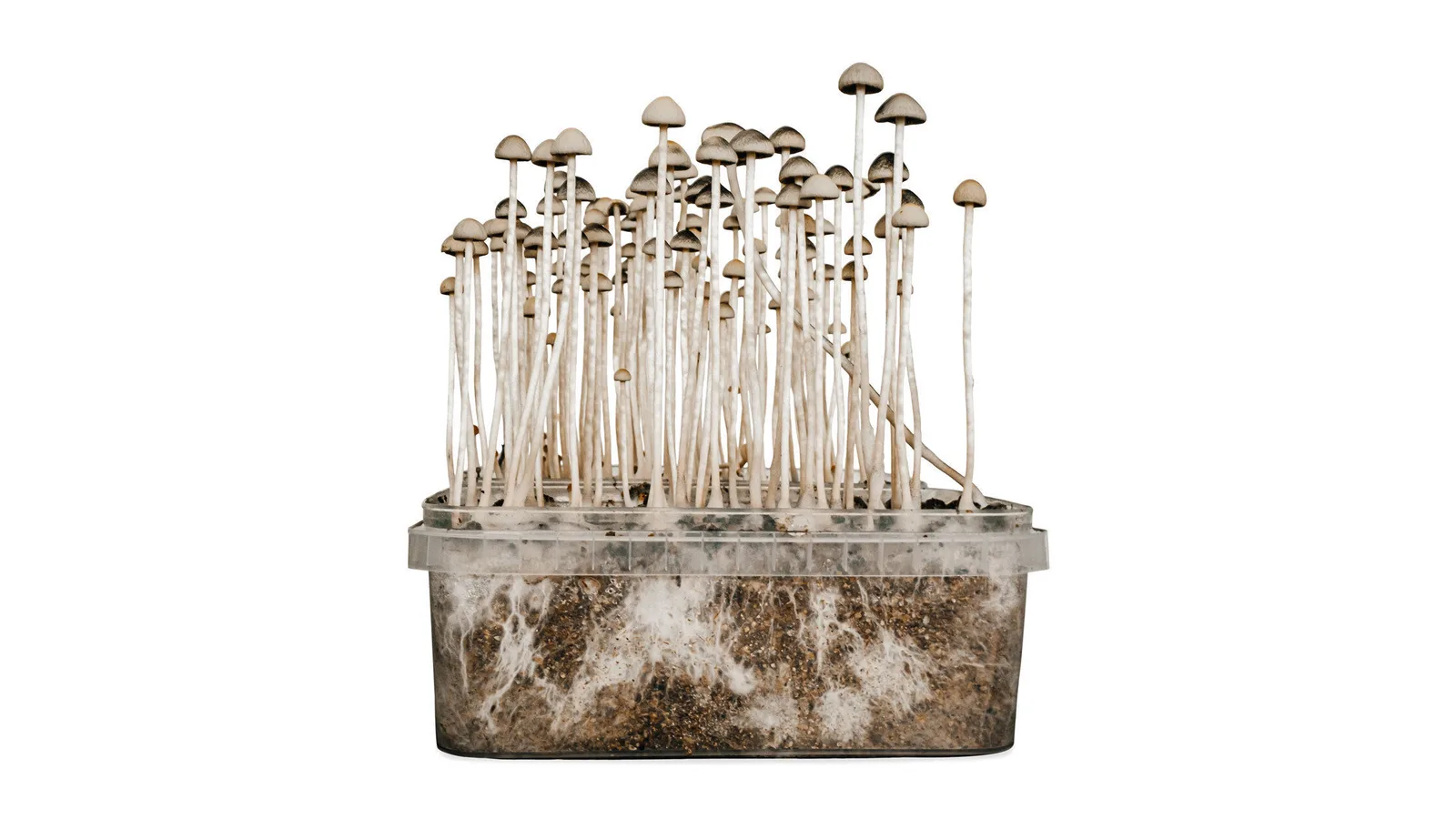 Copelandia Florida grow kit fruiting with tall slender Panaeolus cyanescens