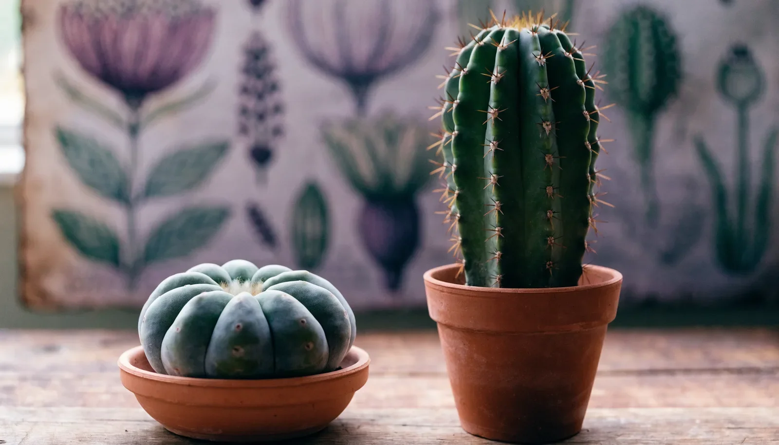 Peyote of San Pedro: wat is het verschil?