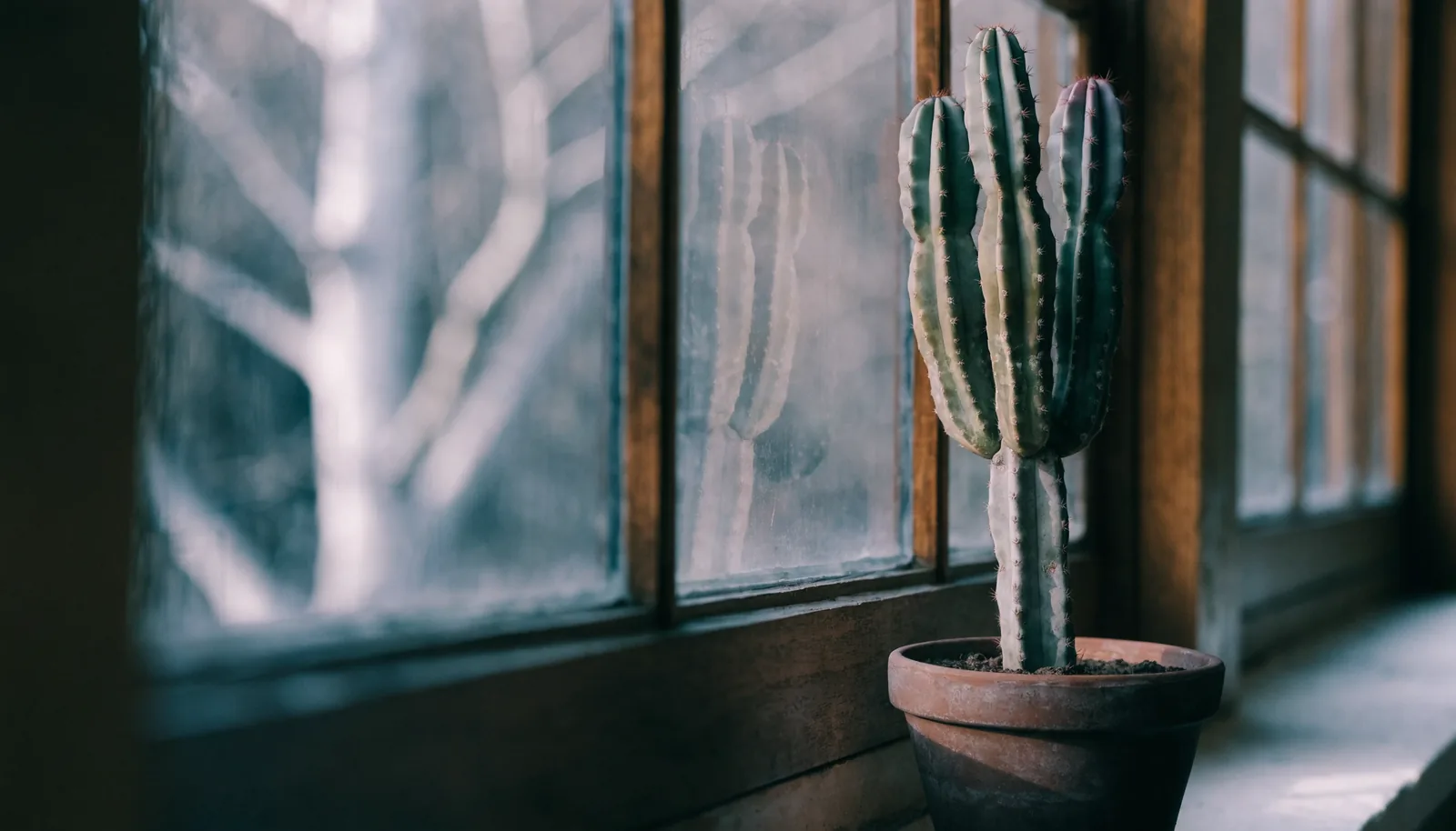 AZARIUS · Maand-voor-maand kalender voor San Pedro cactus verzorging in Nederland