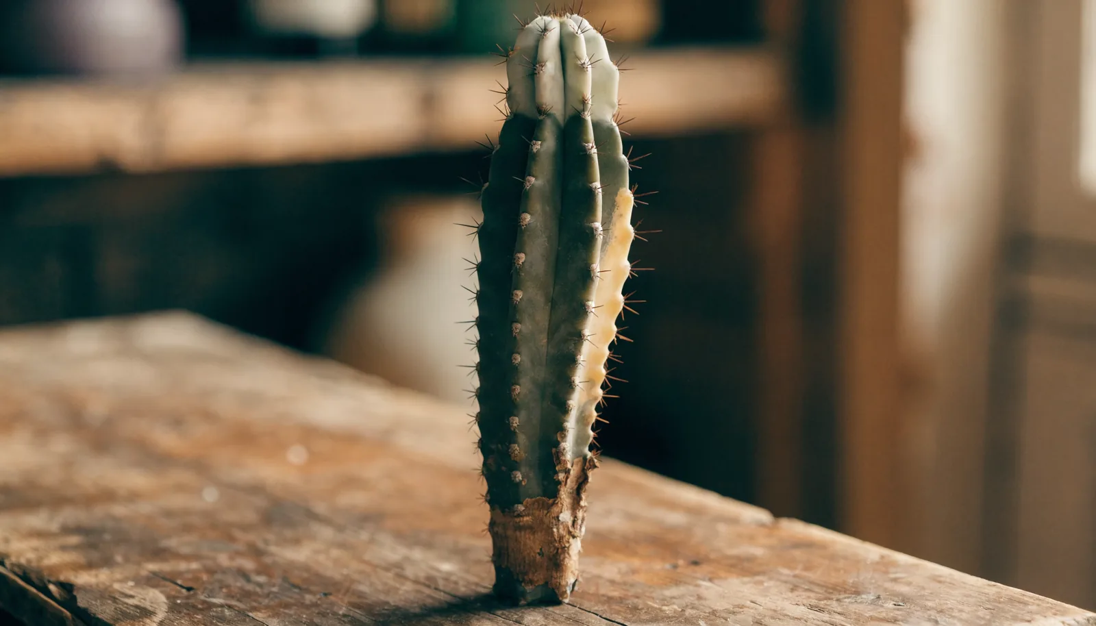 AZARIUS · Probleemoplossing in het eerste jaar: veelvoorkomende problemen bij mescaline cactussen