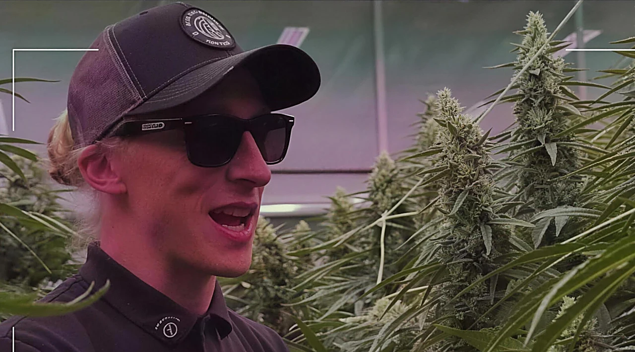AZARIUS · Structuur: waarom stevige stengels tellen in cannabisveredeling