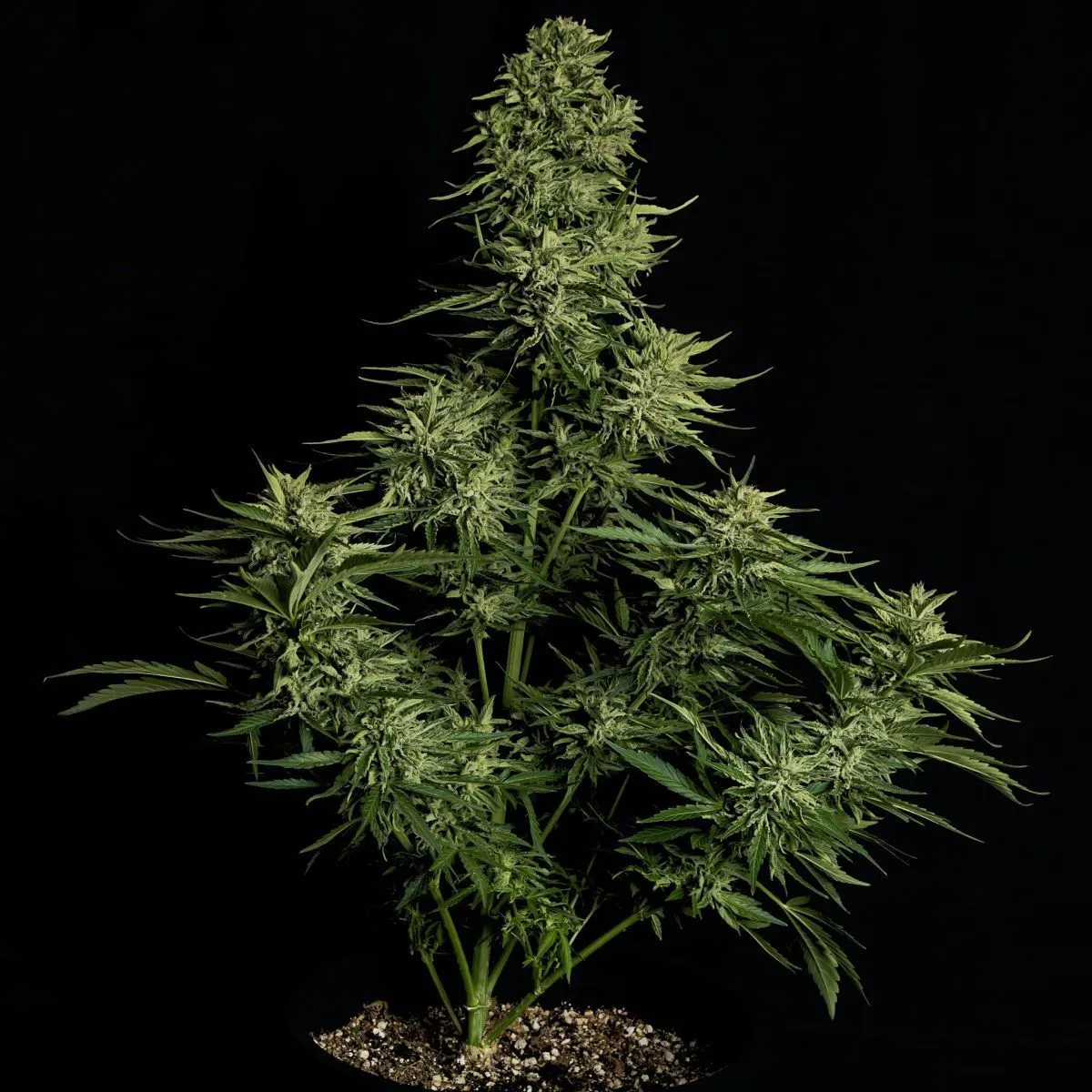 Cosmos F1 CBD — afbeelding 2
