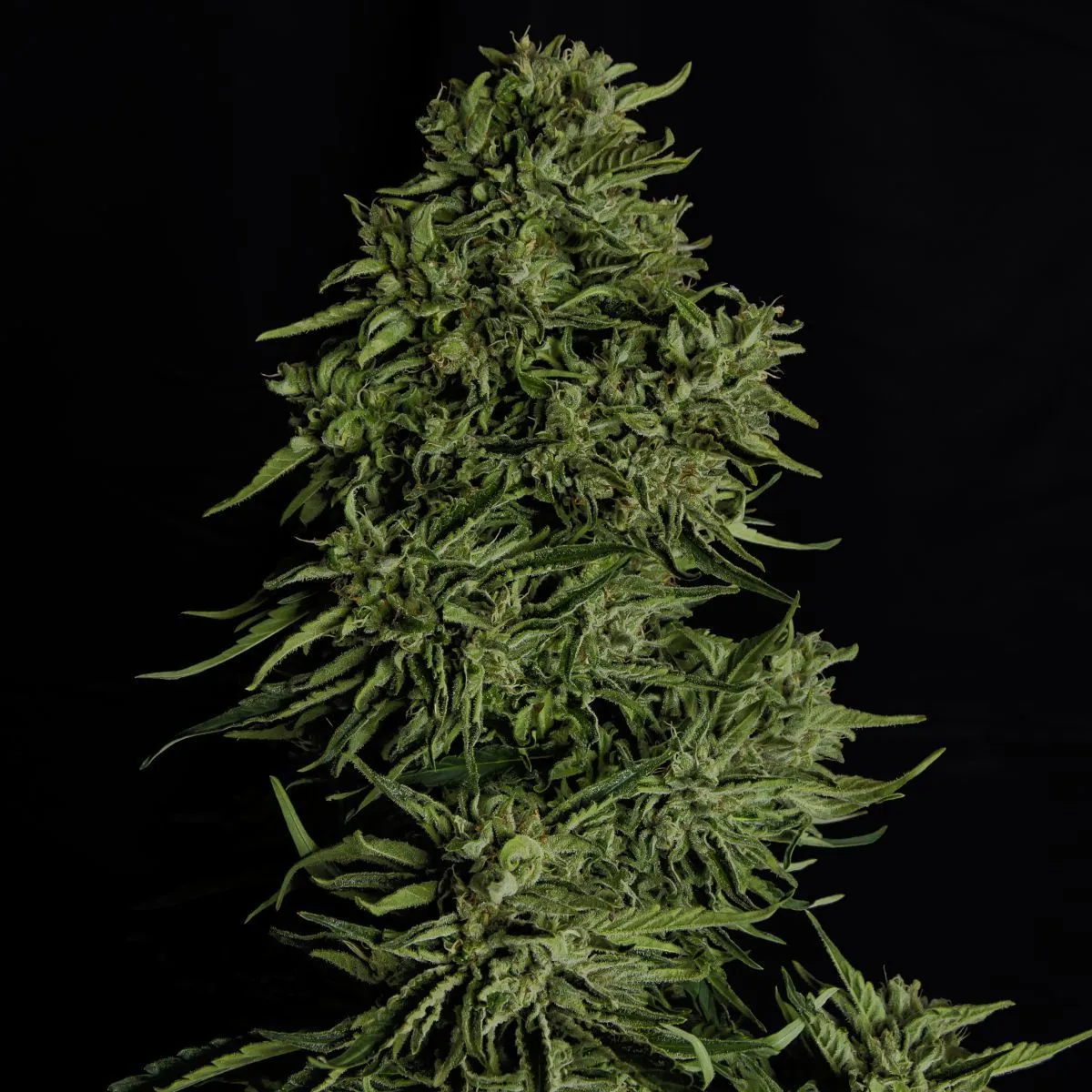 Cosmos F1 CBD — afbeelding 3