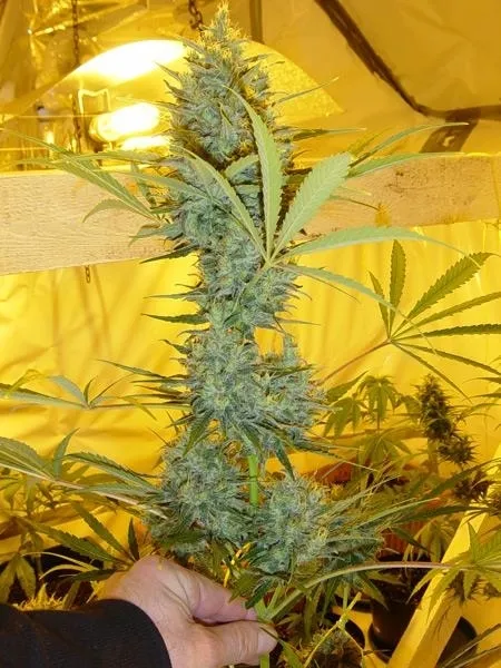 Critical Haze — afbeelding 2