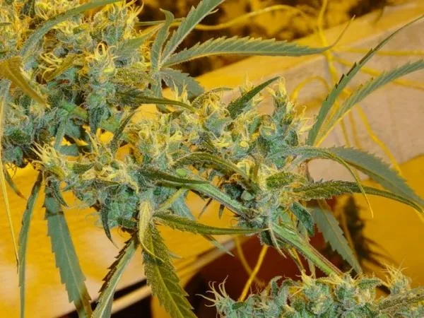 Critical Haze — afbeelding 3