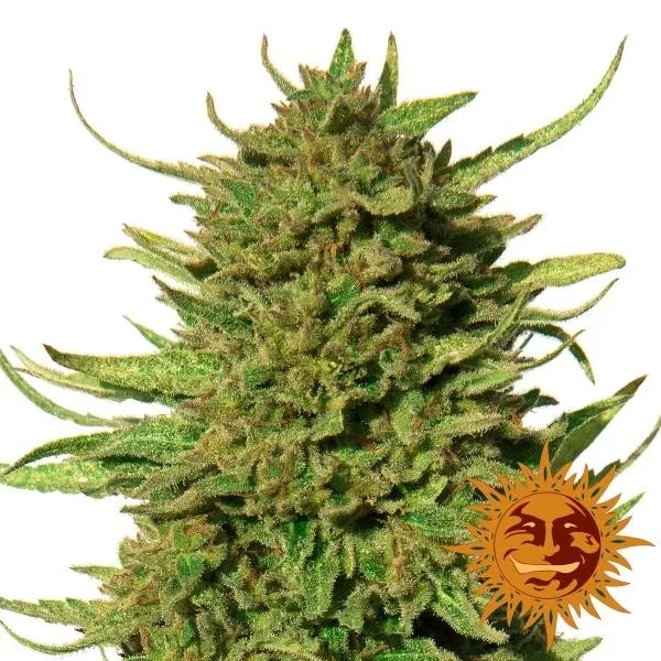 Critical Kush — afbeelding 2