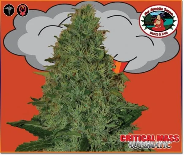 Critical Mass Autoflower — afbeelding 2