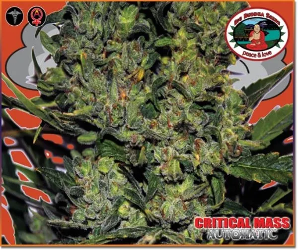 Critical Mass Autoflower — afbeelding 3