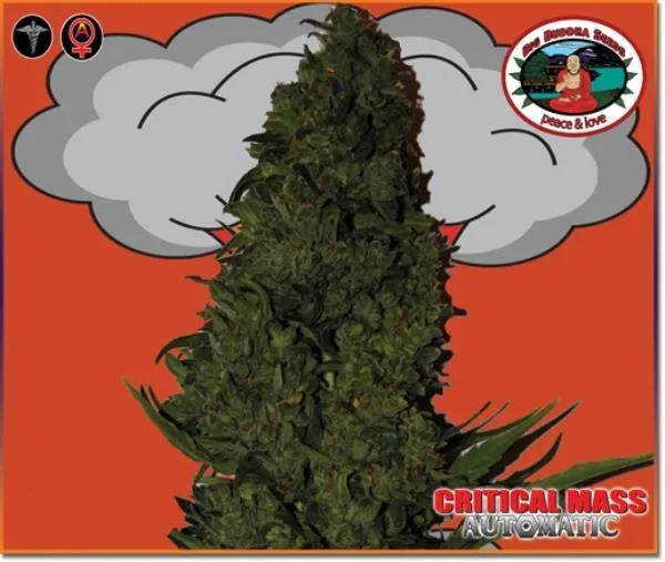 Critical Mass Autoflower — afbeelding 4
