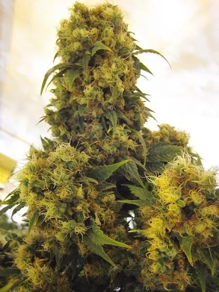 Critical Skunk — afbeelding 2