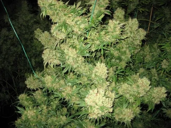 Critical Skunk — afbeelding 3