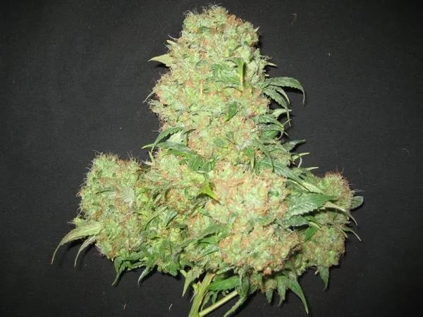 Critical Skunk — afbeelding 4