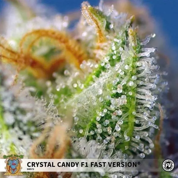 Crystal Candy F1 Fast Version — afbeelding 2