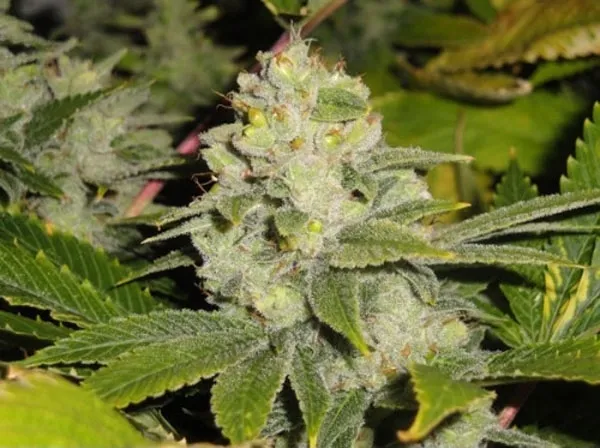 Deadhead OG — afbeelding 2