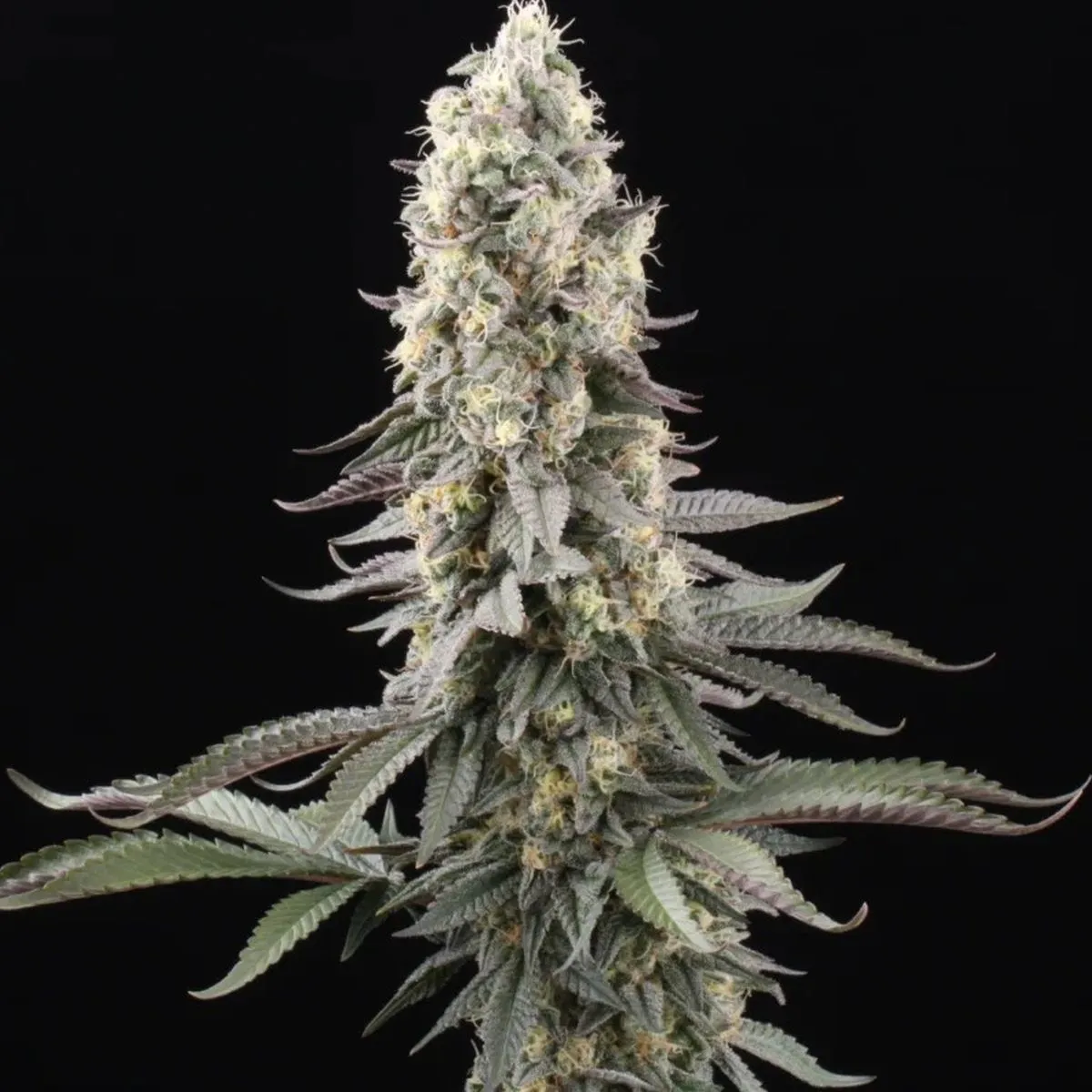 El Dorado OG — afbeelding 2