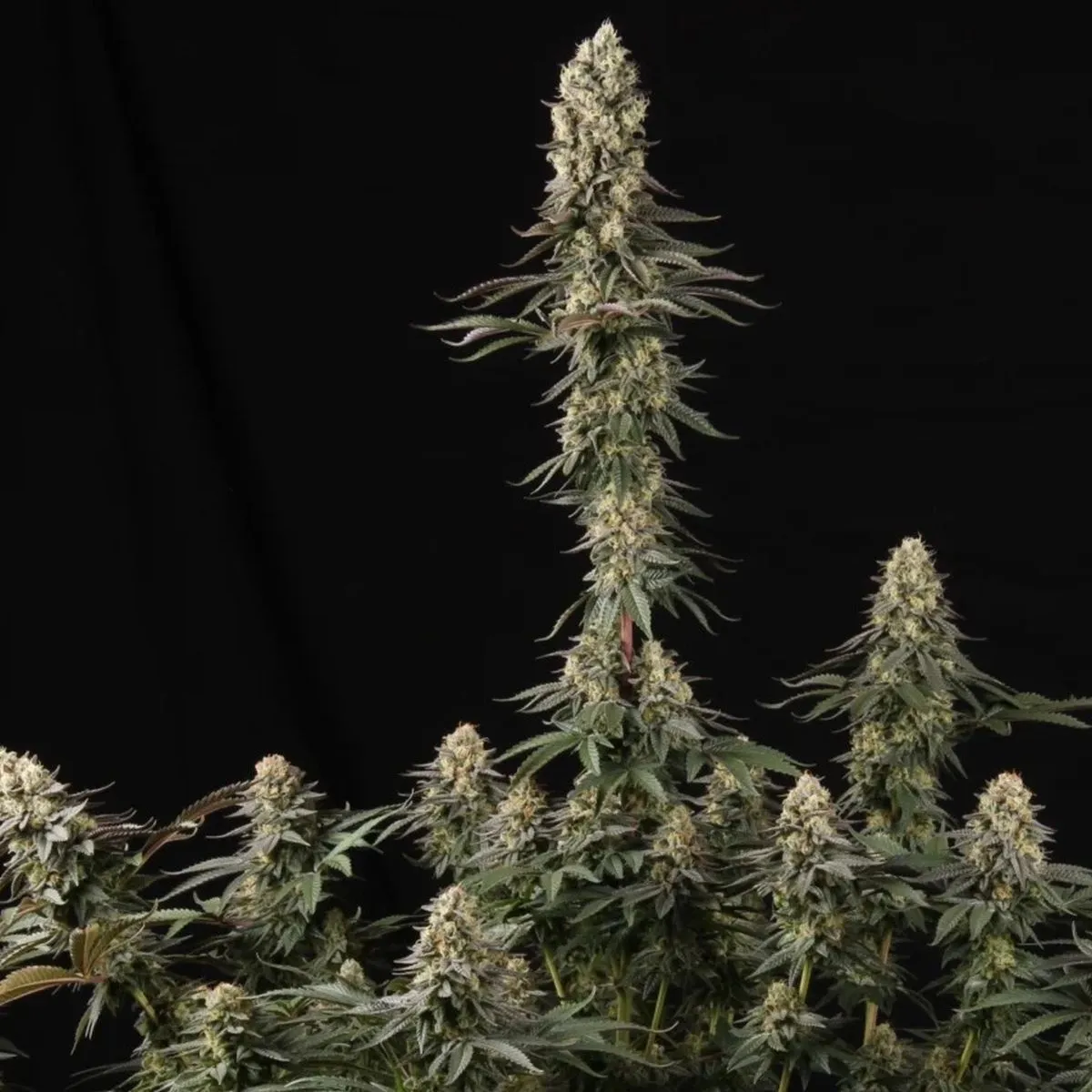 El Dorado OG — afbeelding 3