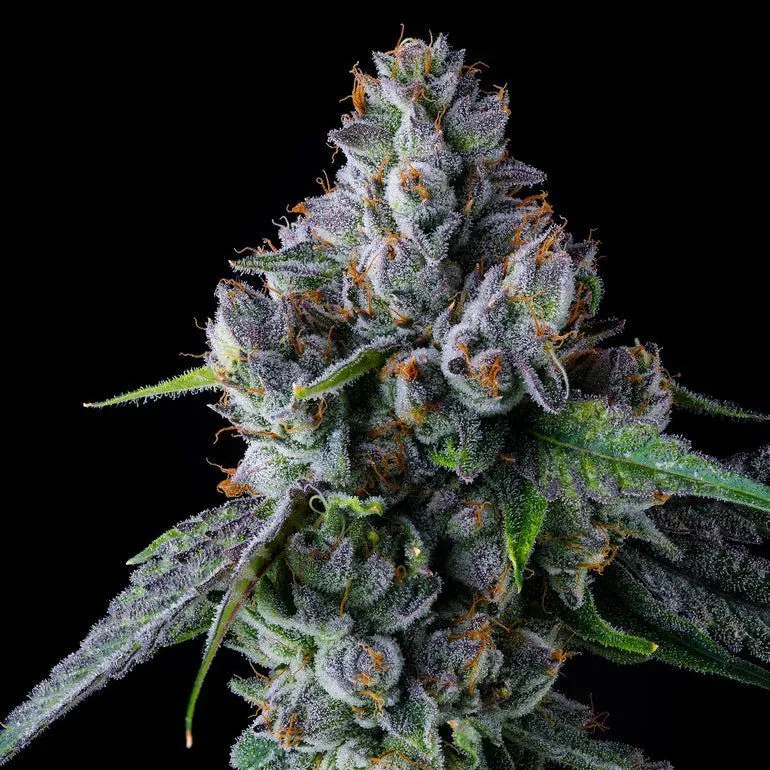 El Valle Haze — afbeelding 2