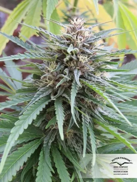 Frisian Dew — afbeelding 3