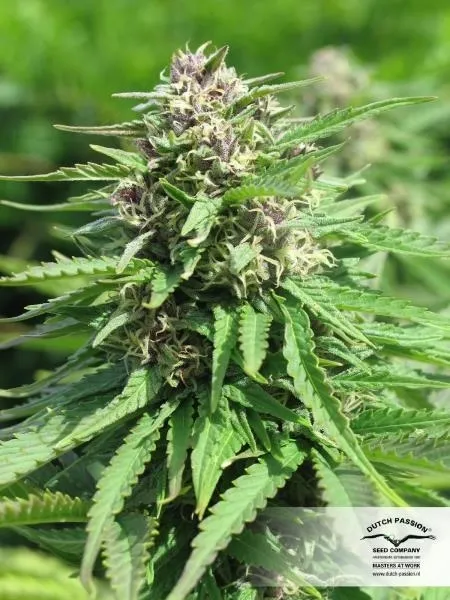 Frisian Dew — afbeelding 4