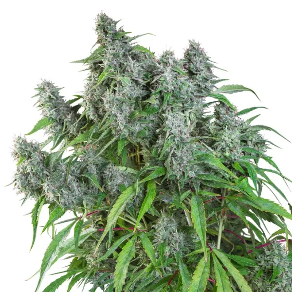 Frosty Friday — afbeelding 2