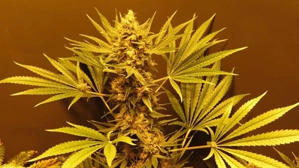 G13 Haze — afbeelding 2