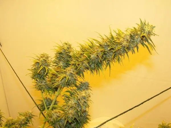 G13 Haze — afbeelding 3