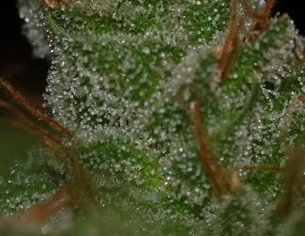 G13 x Skunk — afbeelding 2