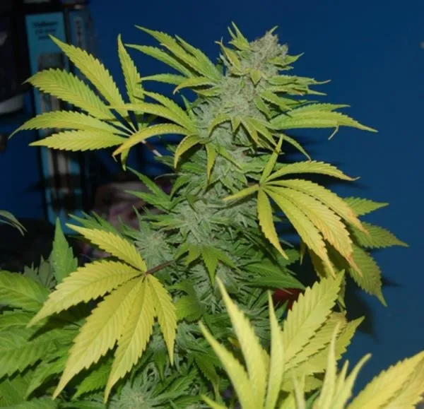 G13 x Skunk — afbeelding 3