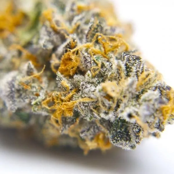 Gelato 41 — afbeelding 2