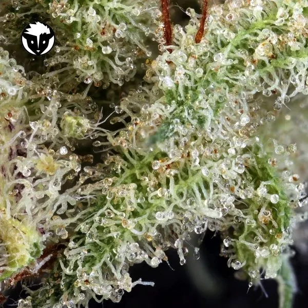 Ghost Train Haze 1 — afbeelding 2