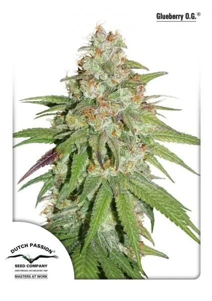 Glueberry OG — afbeelding 2