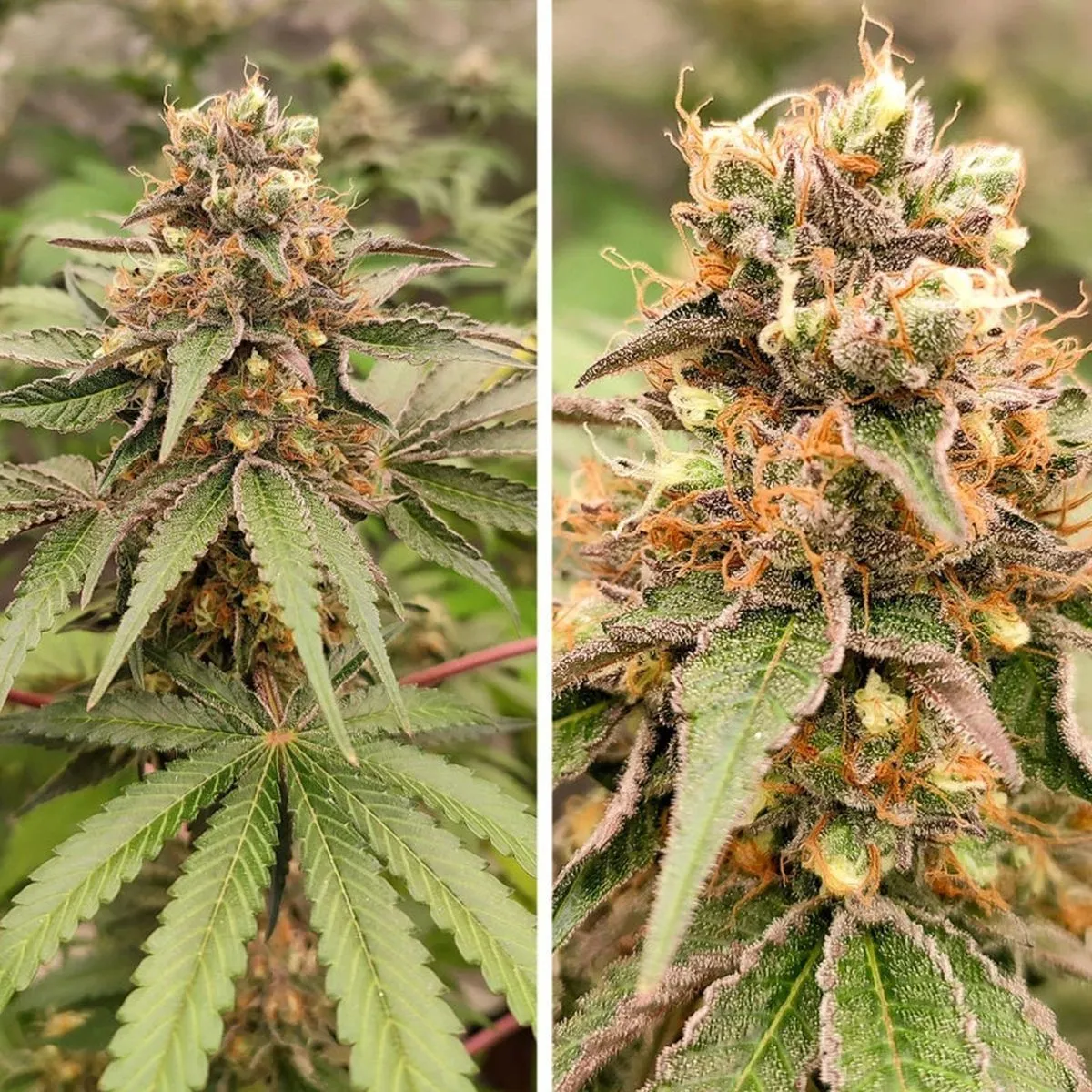 GMO Fast — afbeelding 2