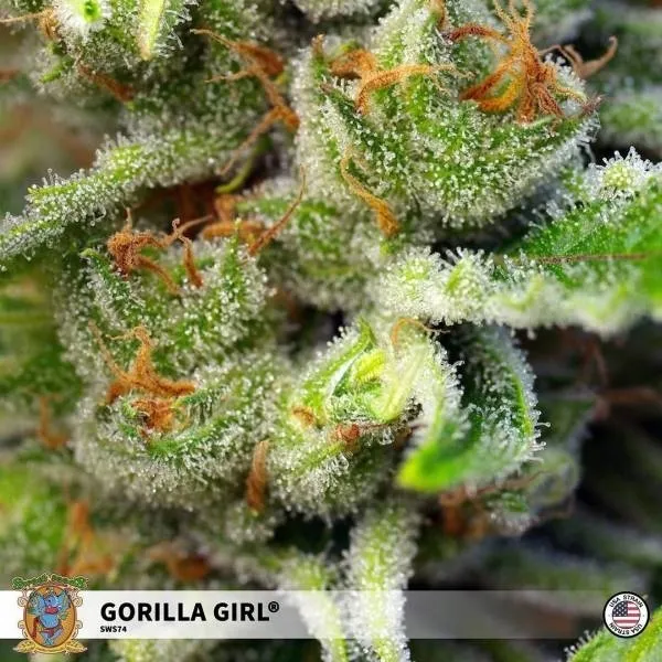 Gorilla Girl — afbeelding 2