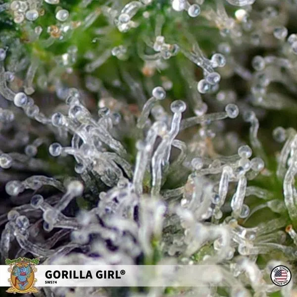 Gorilla Girl — afbeelding 3