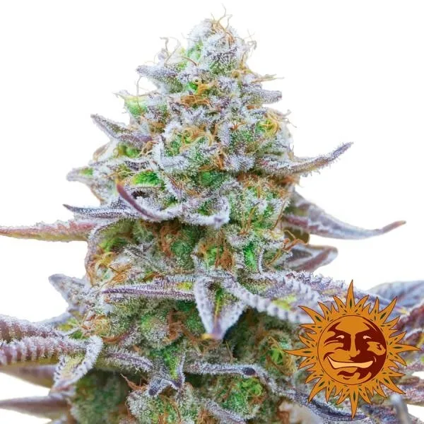 Gorilla Zkittlez — afbeelding 2