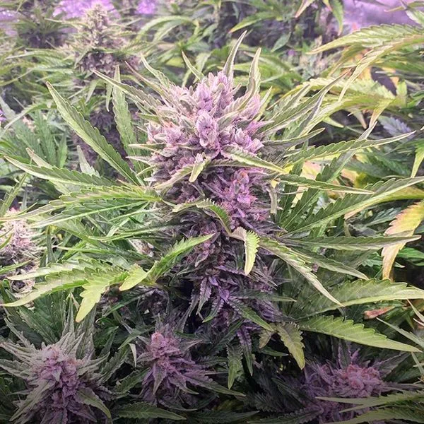 Gorilla Zkittlez Auto — afbeelding 2