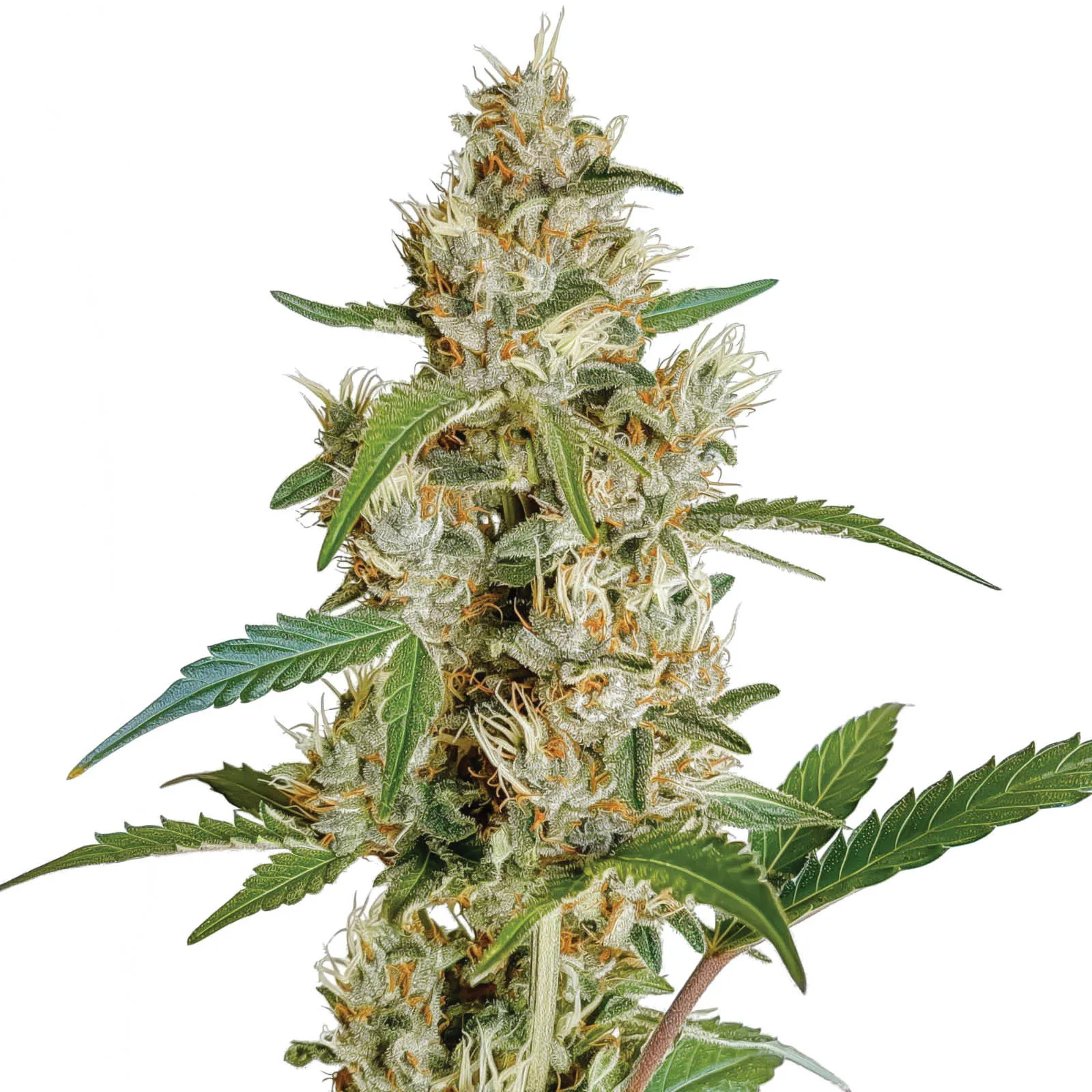 Granny Green F1 — afbeelding 2