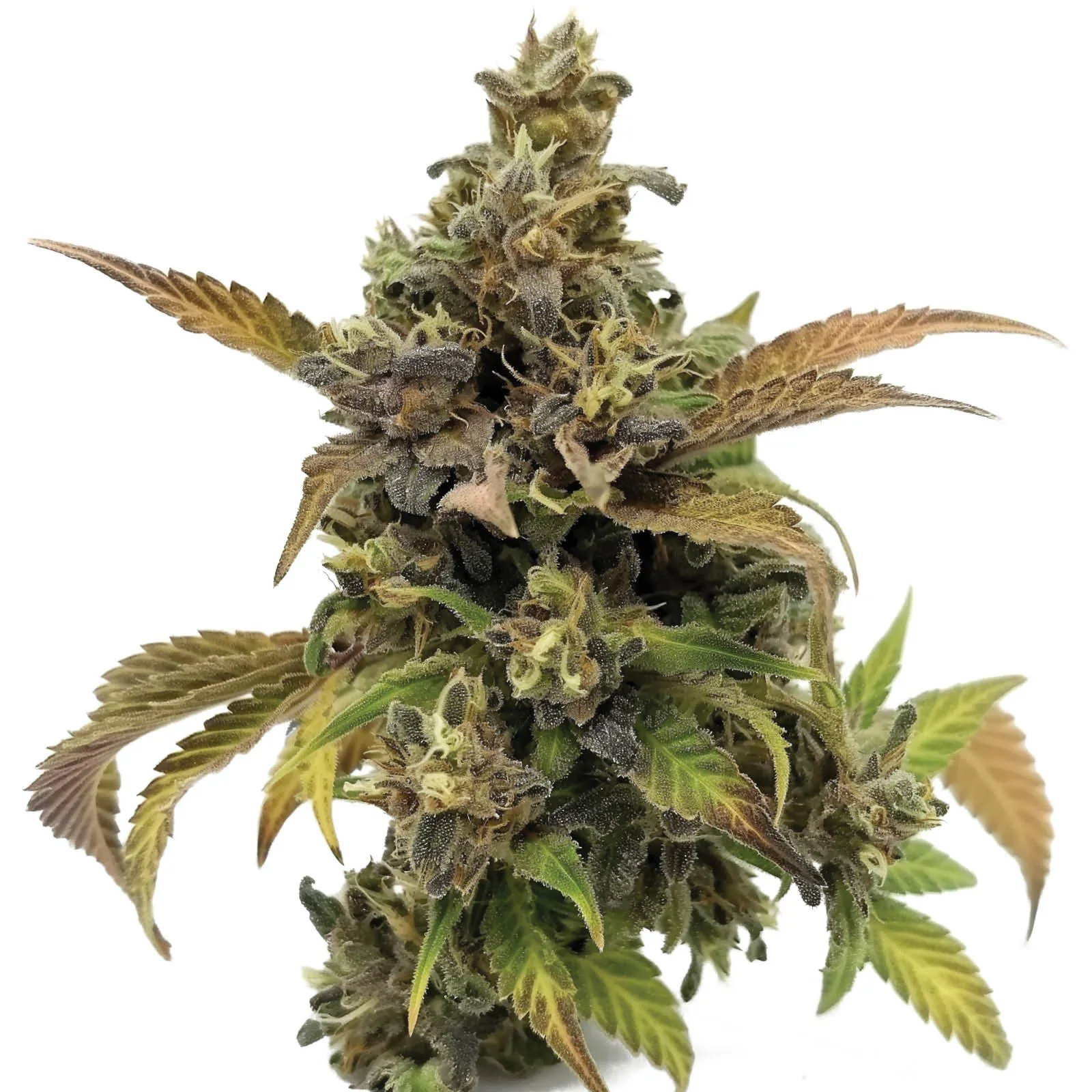 Grapey McGrim F1 — afbeelding 2