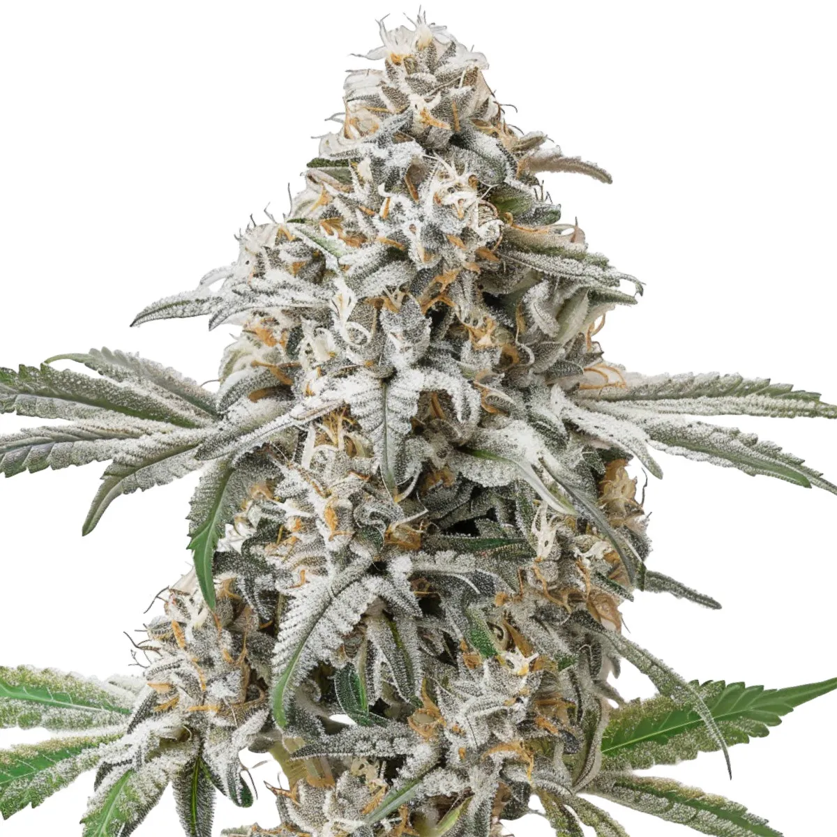 Green Crack Auto — afbeelding 2