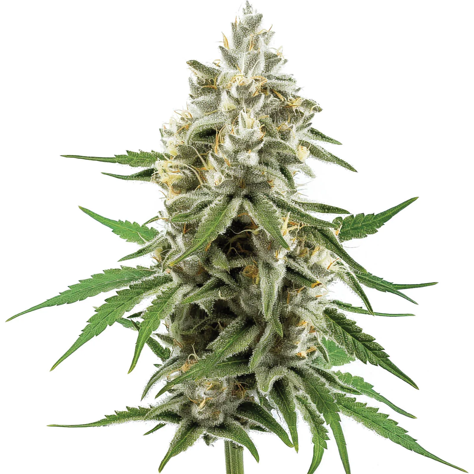 Green Goblin F1 — afbeelding 2