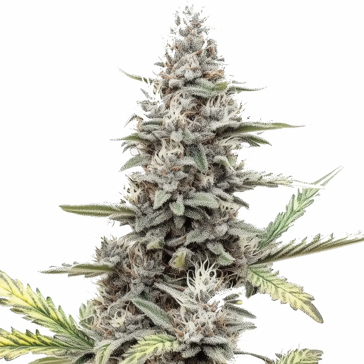 Green Poison Auto — afbeelding 2