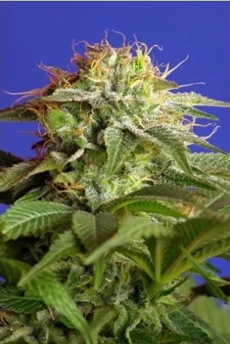 Green Poison — afbeelding 2