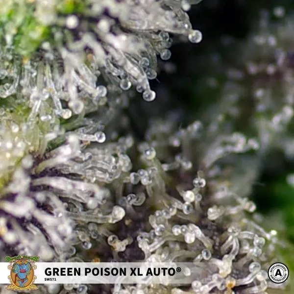 Green Poison XL Auto — afbeelding 2