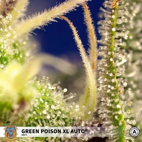Green Poison XL Auto — afbeelding 3