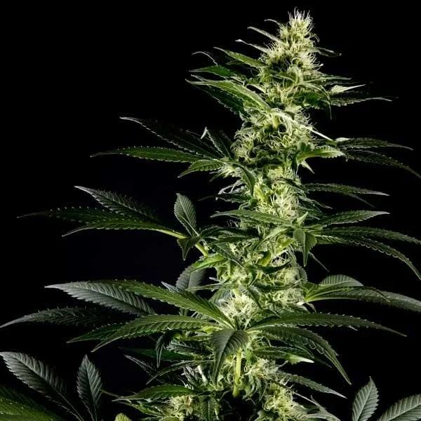 Himalaya Gold — afbeelding 2