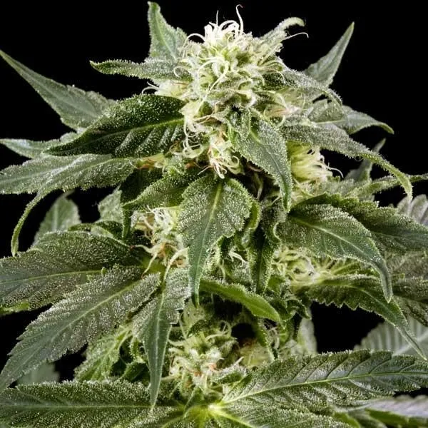 Himalaya Gold — afbeelding 3