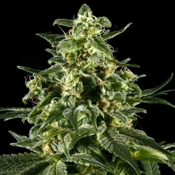 Himalaya Gold — afbeelding 4