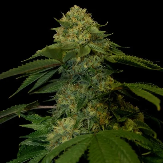 Holy Grail Kush — afbeelding 2