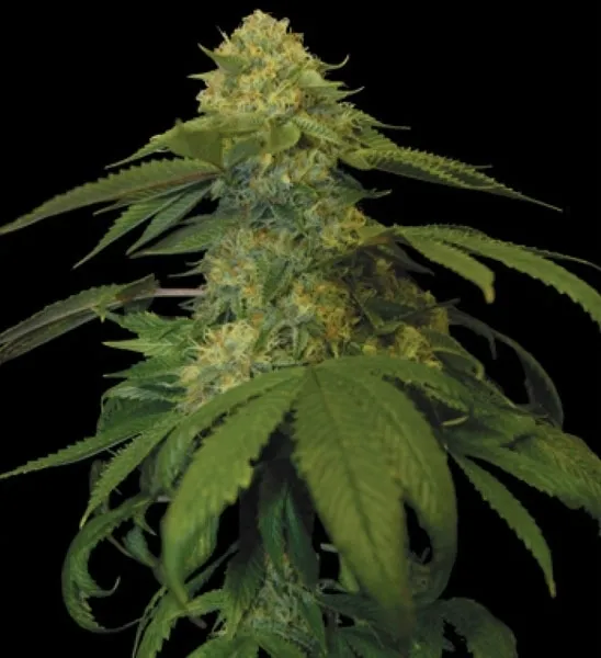 Holy Grail Kush — afbeelding 3