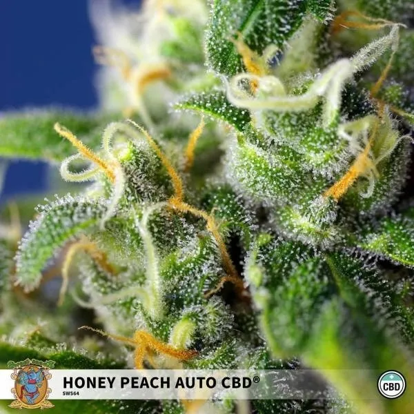 Honey Peach Auto CBD — afbeelding 2